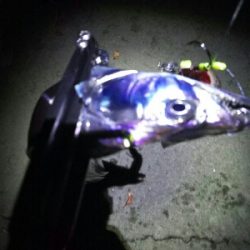 太刀魚に時合いなし