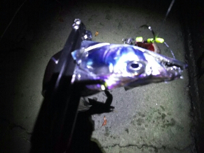 太刀魚に時合いなし