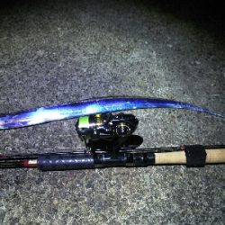 太刀魚シーズン終了？