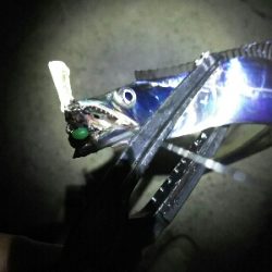 潮が動けば釣れる