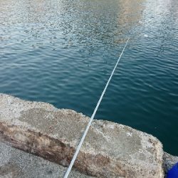 サビキも不調…(^^;