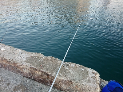 サビキも不調…(^^;