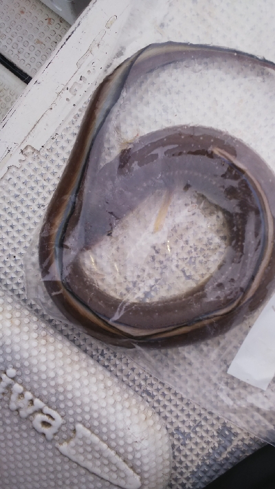 ボート釣りリベンジへ！