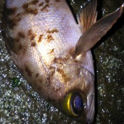 そろそろメバル？