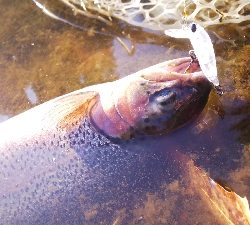 管理釣り場デビュー！