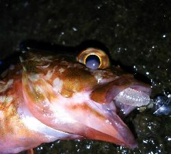 今日こそアジ爆！