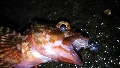 今日こそアジ爆！