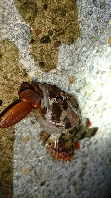 ワームでガシラ