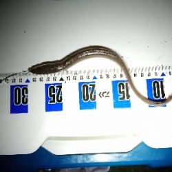 サバとアナゴに遊ばれて