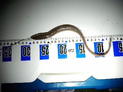 サバとアナゴに遊ばれて