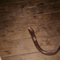 大穴子が出現！コスモスクエア