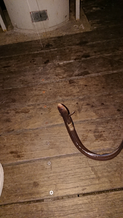 大穴子が出現！コスモスクエア