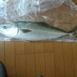 初メジロだす。