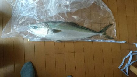 初メジロだす。