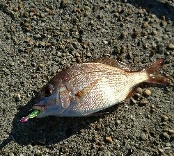 マイクロデイゲー五目釣り