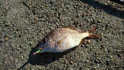 マイクロデイゲー五目釣り