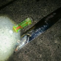 ドラゴン！！！