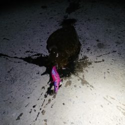 コウイカ、連チャン