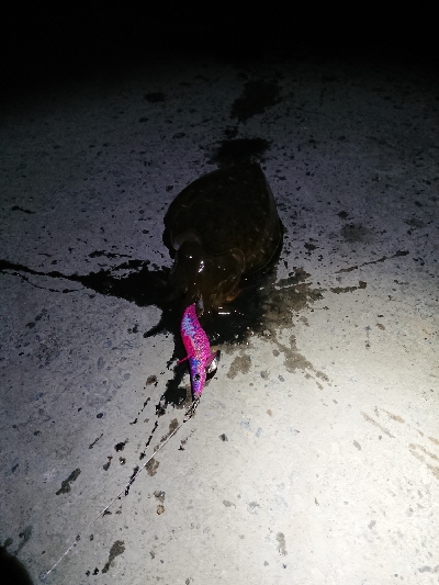 コウイカ、連チャン