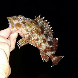 ワームでガシラ