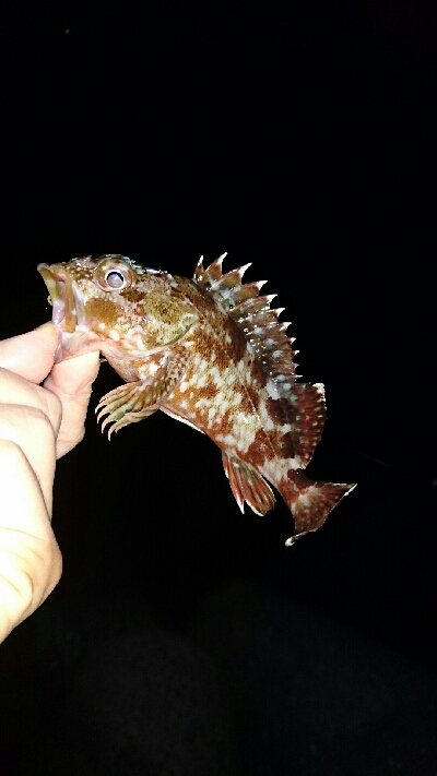 ワームでガシラ