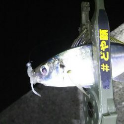 アジを探して釣る