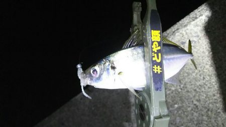 アジを探して釣る