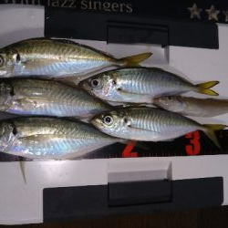 サゴシジャンプ