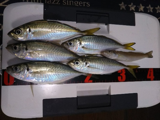 サゴシジャンプ