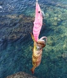 エギング釣行その34