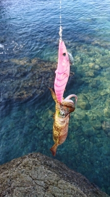 エギング釣行その34