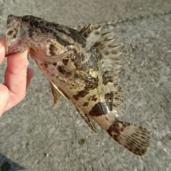 早朝メバリング