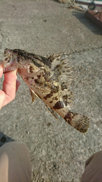 早朝メバリング