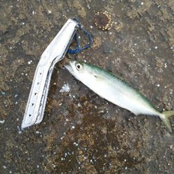 アジをもとめてーーー