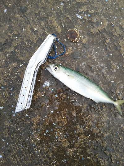 アジをもとめてーーー