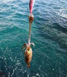 エギング釣行その35