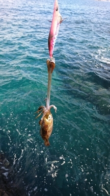 エギング釣行その35