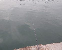 鯵、鰯の了型が未だ沸いてます。