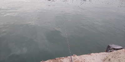 鯵、鰯の了型が未だ沸いてます。