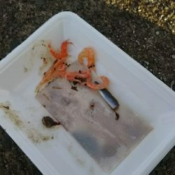 今日もチョイ投げ