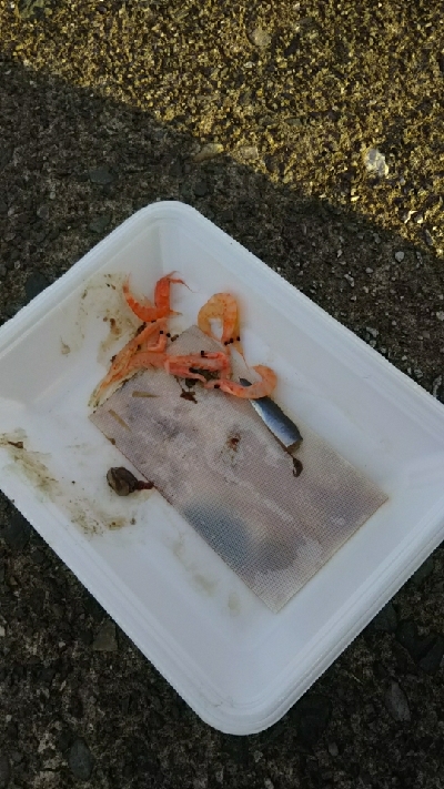 今日もチョイ投げ