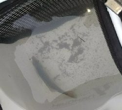 黒潮市場ついでに