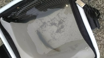 黒潮市場ついでに