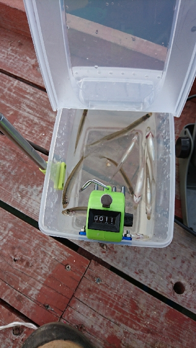 東条湖のワカサギ