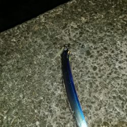 釣り部  釣行記  24