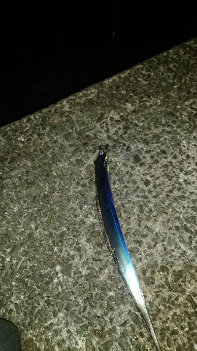 釣り部  釣行記  24