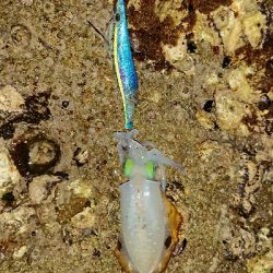 地元サイズ・・・