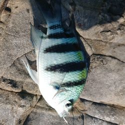 ロックフィッシュゲームのつもりが