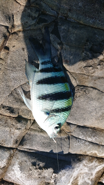 ロックフィッシュゲームのつもりが