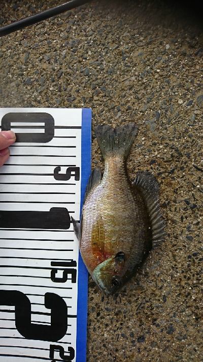 寒くなってきました。